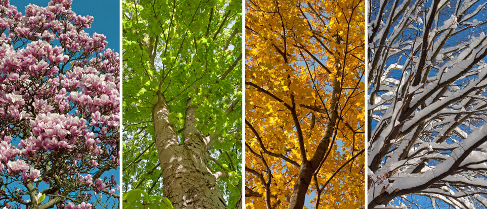 Blumen der Jahreszeiten