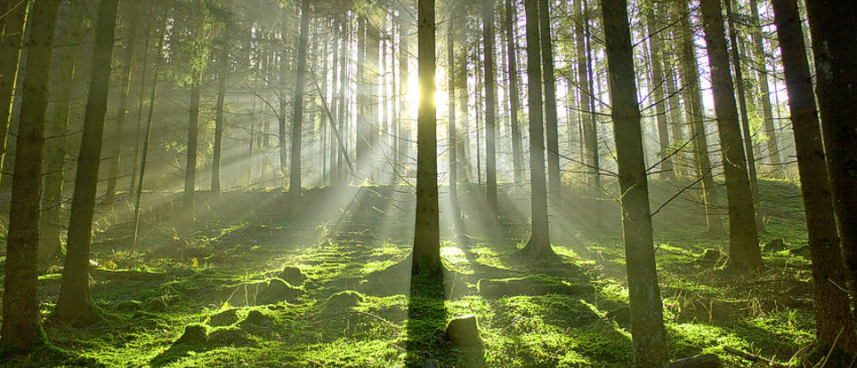 Trauerblumen für alle Friedhöfe